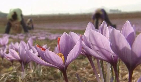 تلاش وزارت زراعت برای گسترش کشت زعفران در کشور