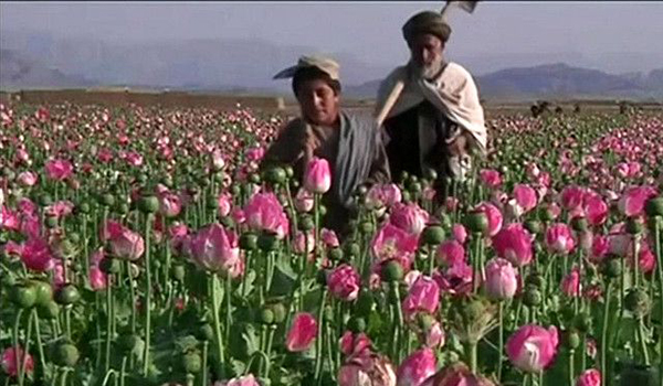 کشت مواد مخدر در سال ۲۰۱۷ در افغانستان ۶۳ درصد افزایش داشته است