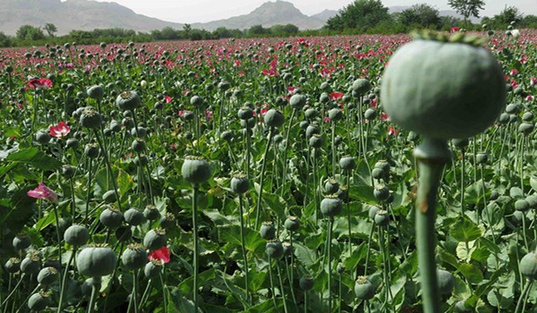 کاهش سی و سه درصد کشت مواد مخدر در سال گذشته در افغانستان