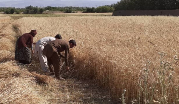 تاکید ملل متحد به کمک برای کشاورزان افغانستان
