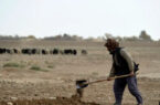 نگرانی شدید اداره‌ی غذا و زراعت ملل متحد از خشک‌سالی در افغانستان